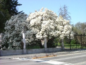 La magnolia fiorita di via Sanvito