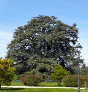 Il monumentale cedro di Villa Mirabello a Varese
