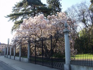 Varese, la magnolia di parco Baroggi