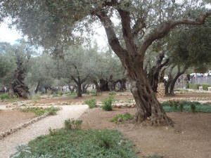 Gerusalemme, l’Orto degli Ulivi