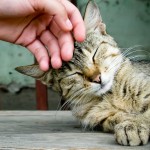 VIVERE CON GLI ANIMALI